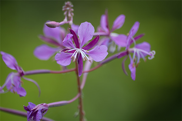 Rosebay Willowherb Picture Board by Steve Purnell