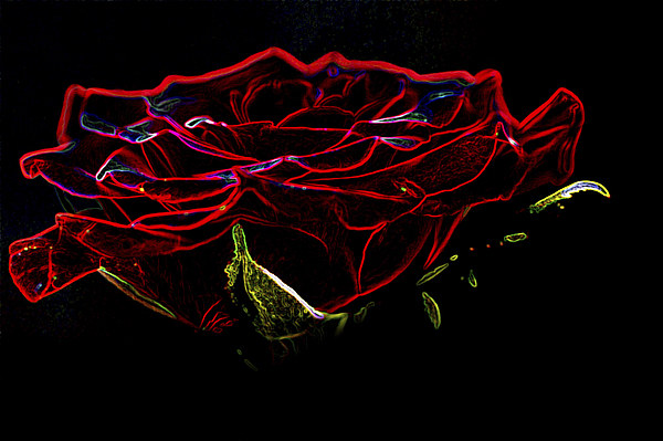 Glowing Red Rose Picture Board by Steve Purnell