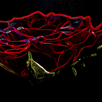 Buy canvas prints of Glowing Red Rose by Steve Purnell