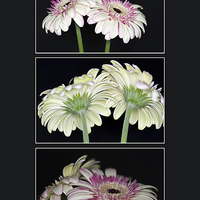 Buy canvas prints of Pink and White Gerbera Triptych by Steve Purnell