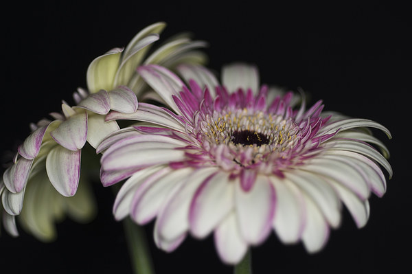 Pink and White Gerbera 1 Picture Board by Steve Purnell