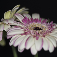 Buy canvas prints of Pink and White Gerbera 1 by Steve Purnell