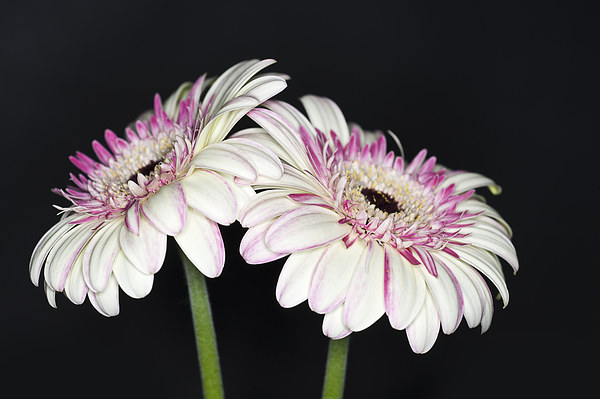 Pink and White Gerbera 2 Picture Board by Steve Purnell
