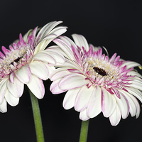 Buy canvas prints of Pink and White Gerbera 2 by Steve Purnell