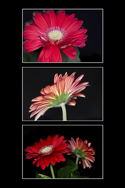 Red Gerbera Triptych Picture Board by Steve Purnell