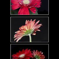 Buy canvas prints of Red Gerbera Triptych by Steve Purnell