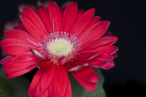 Red Gerbera 1 Picture Board by Steve Purnell