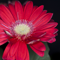 Buy canvas prints of Red Gerbera 1 by Steve Purnell