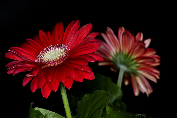 Red Gerbera 3 Picture Board by Steve Purnell