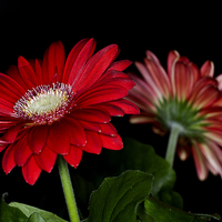 Buy canvas prints of Red Gerbera 3 by Steve Purnell