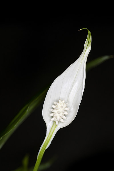 Peace Lily 1 Picture Board by Steve Purnell