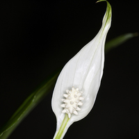 Buy canvas prints of Peace Lily 1 by Steve Purnell