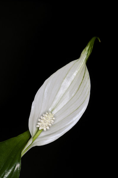 Peace Lily 2 Picture Board by Steve Purnell