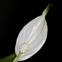 Buy canvas prints of Peace Lily 2 by Steve Purnell