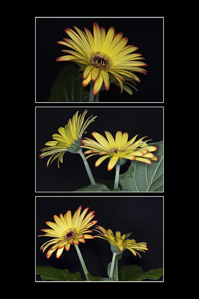 Yellow And Orange Gerbera Triptych Picture Board by Steve Purnell