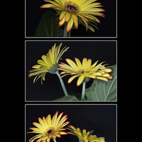 Buy canvas prints of Yellow And Orange Gerbera Triptych by Steve Purnell