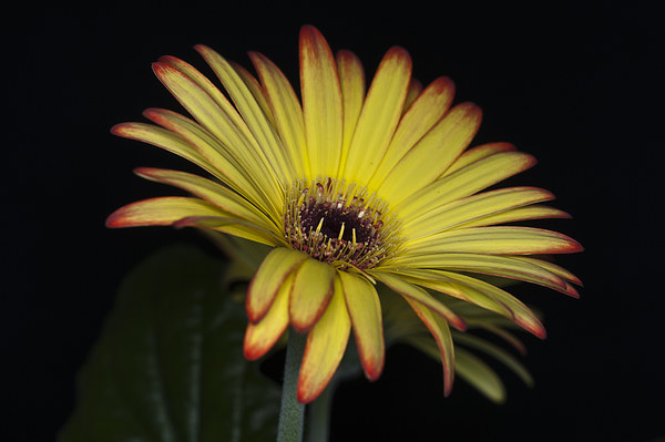 Yellow And Orange Gerbera 1 Picture Board by Steve Purnell