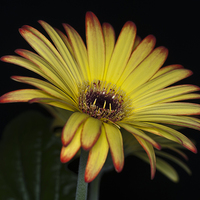 Buy canvas prints of Yellow And Orange Gerbera 1 by Steve Purnell