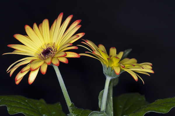 Yellow And Orange Gerbera 2 Picture Board by Steve Purnell