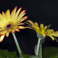 Buy canvas prints of Yellow And Orange Gerbera 2 by Steve Purnell