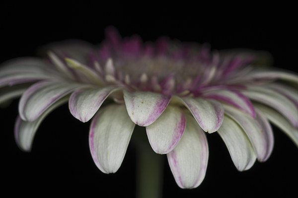 Pink And White Gerbera 3 Picture Board by Steve Purnell