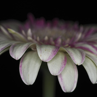 Buy canvas prints of Pink And White Gerbera 3 by Steve Purnell