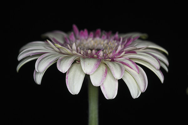Pink And White Gerbera 4 Picture Board by Steve Purnell