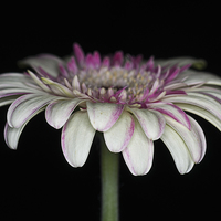 Buy canvas prints of Pink And White Gerbera 4 by Steve Purnell