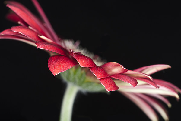 Red Gerbera 4 Picture Board by Steve Purnell