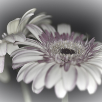 Buy canvas prints of Gerbera Daisy Dream 1 by Steve Purnell