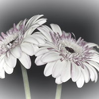 Buy canvas prints of Gerbera Daisy Dream 2 by Steve Purnell