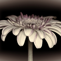 Buy canvas prints of Gerbera Daisy Dream 3 by Steve Purnell