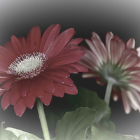 Buy canvas prints of Gerbera Daisy Dream 4 by Steve Purnell