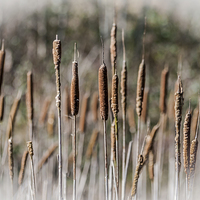 Buy canvas prints of Bulrushes by Steve Purnell
