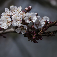 Buy canvas prints of Hawthorn Blossom by Steve Purnell