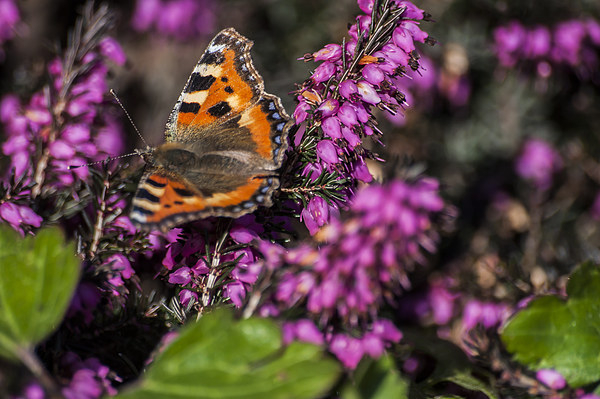 Small Tortoiseshell Butterfly Picture Board by Steve Purnell