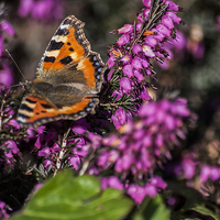 Buy canvas prints of Small Tortoiseshell Butterfly by Steve Purnell