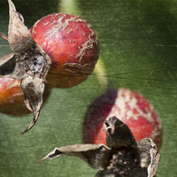 Buy canvas prints of Rose Hips by Steve Purnell