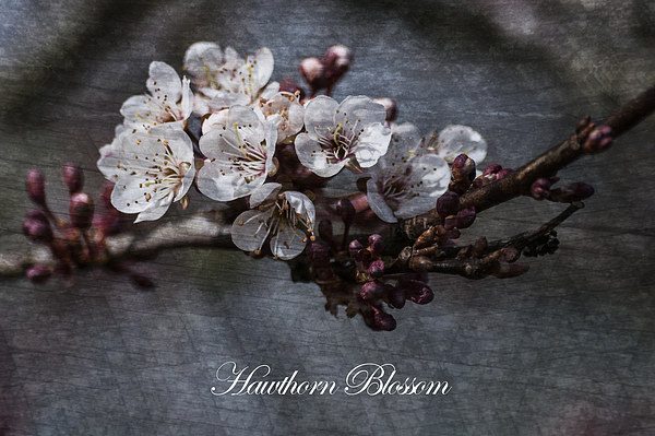 Delicate Dances of Hawthorn Blossom Picture Board by Steve Purnell