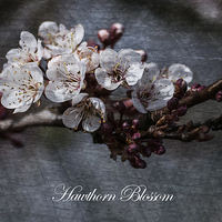 Buy canvas prints of Delicate Dances of Hawthorn Blossom by Steve Purnell