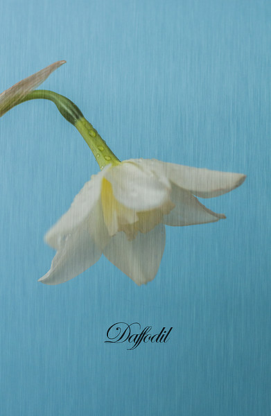 Daffodil On Blue Picture Board by Steve Purnell
