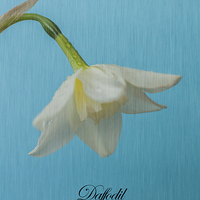 Buy canvas prints of Daffodil On Blue by Steve Purnell