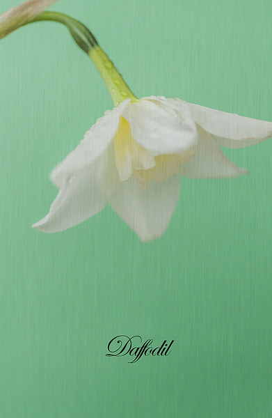 Daffodil On Green Picture Board by Steve Purnell