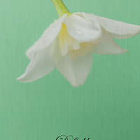 Buy canvas prints of Daffodil On Green by Steve Purnell