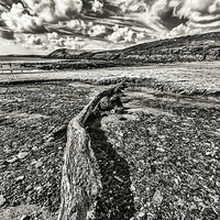 Buy canvas prints of Driftwood Mono by Steve Purnell