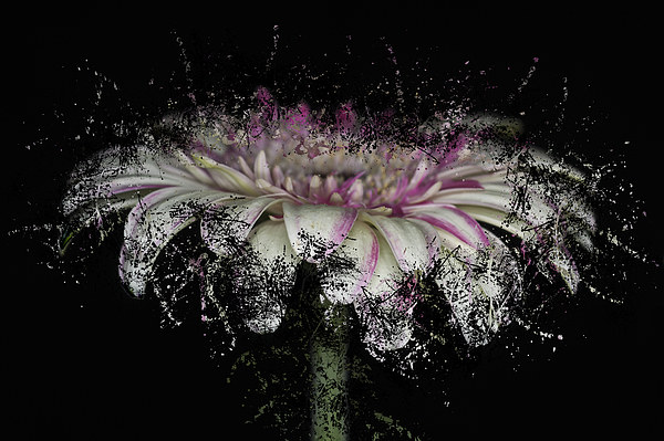 Fractured Gerbera Picture Board by Steve Purnell