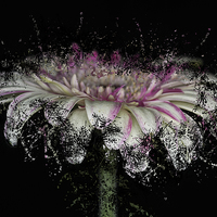 Buy canvas prints of Fractured Gerbera by Steve Purnell