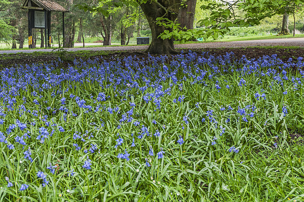 Bute Park Bluebells Picture Board by Steve Purnell