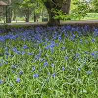 Buy canvas prints of Bute Park Bluebells by Steve Purnell
