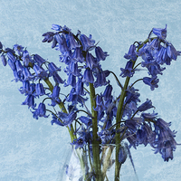 Buy canvas prints of Bluebells 1 by Steve Purnell